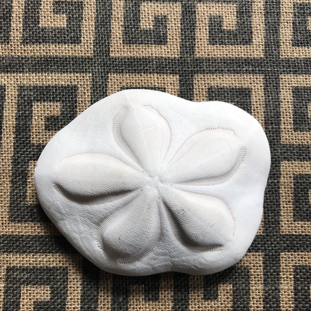 Sea Biscuit Sand Dollar